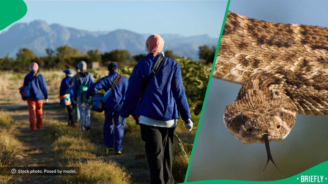 Farmworkers found a rattlesnake.