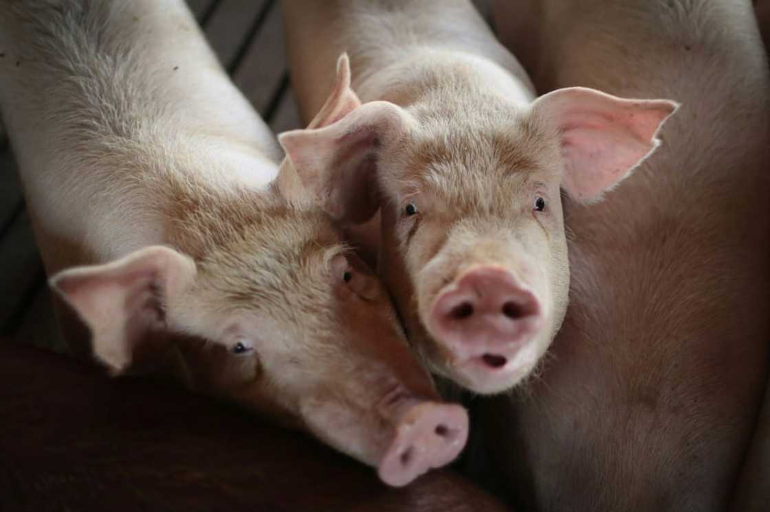 While consumer inflation slowed to 0.7 percent last month, the price of pork jumped almost 10 percent While consumer inflation slowed to 0.7 percent last month, the price of pork jumped almost 10 percent