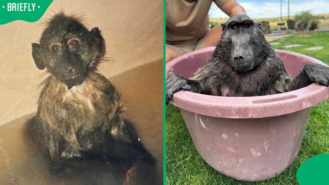 Cindy the Baboon in 1995 and 2025. Cindy the Baboon in 1995 and 2025.