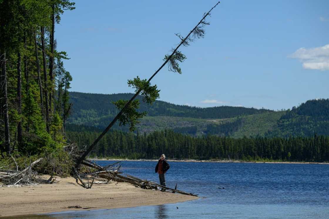 These 'drunken trees' have tilted due to melting permafrost, and eventually will tumble due to soil erosion These 'drunken trees' have tilted due to melting permafrost, and eventually will tumble due to soil erosion