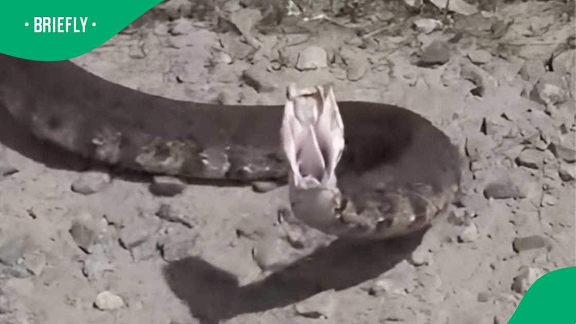 Snakes chases people in video Snakes chases people in video