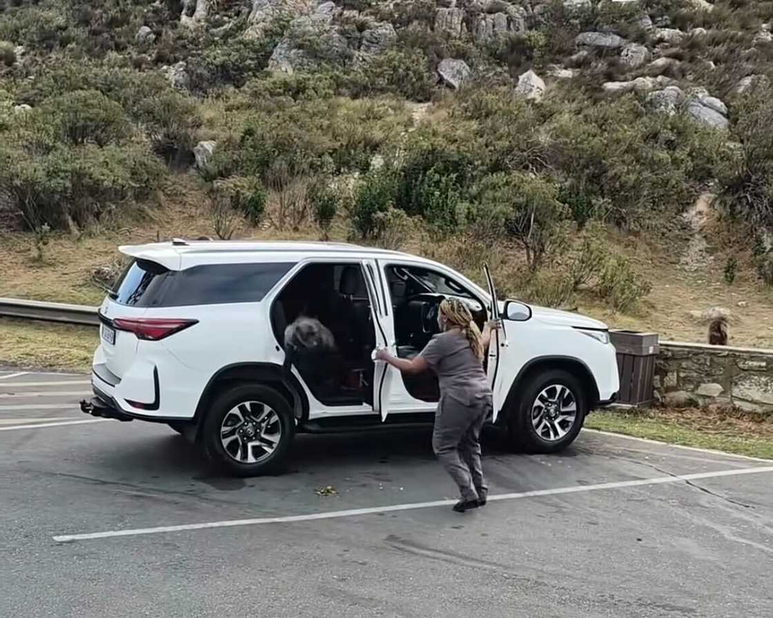 Baboons attacked a woman in Cape Town.