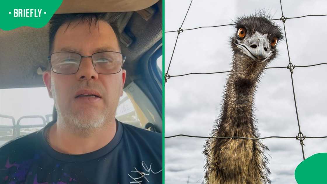 An emu attempted to steal a man's braai meat.