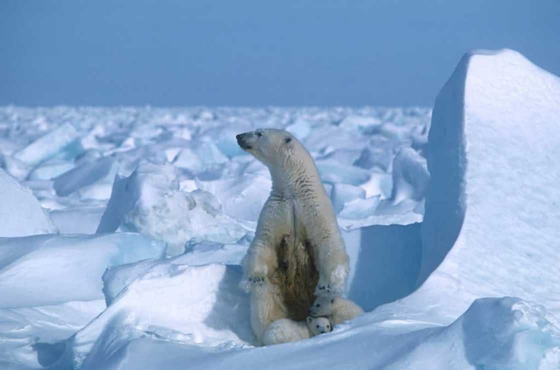 President Joe Biden's administration is banning new drilling over 40 percent of the National Petroleum Reserve in Alaska, a region important for polar bears President Joe Biden's administration is banning new drilling over 40 percent of the National Petroleum Reserve in Alaska, a region important for polar bears