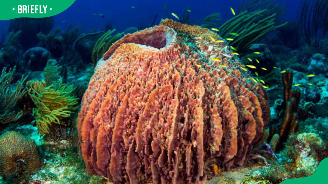 Giant barrel sponge Giant barrel sponge