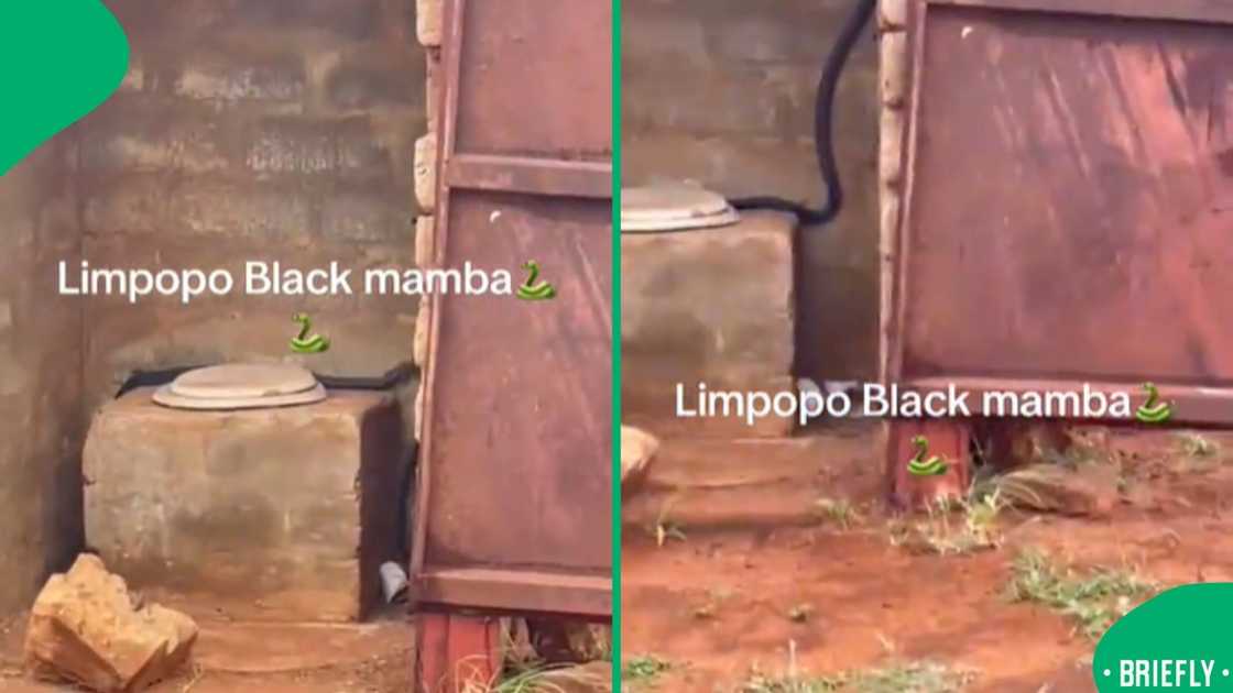 The visual on the right showed a black snake on top of a toilet seat The visual on the right showed a black snake on top of a toilet seat