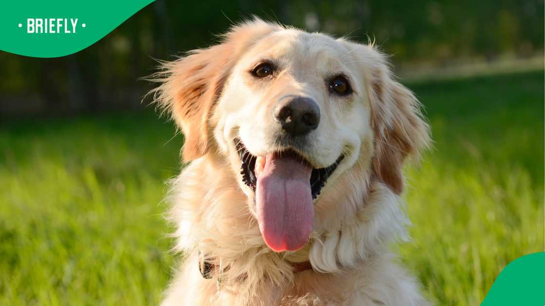 Golden Retriever Nash leaves Mzansi in stitches with bizarre response to home intruder