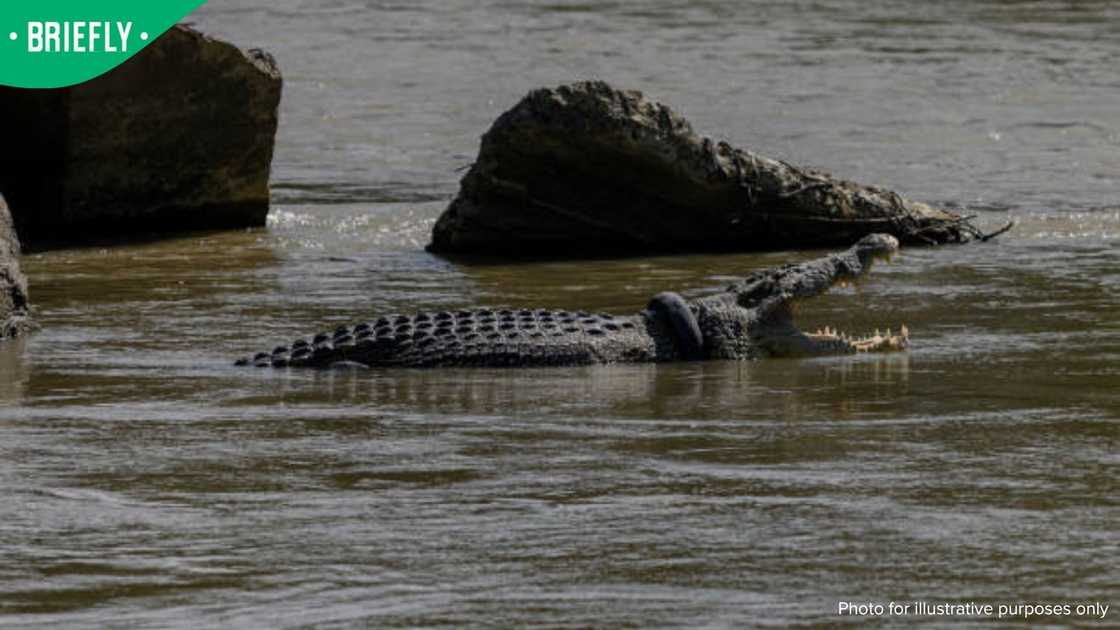 crocodile crocodile