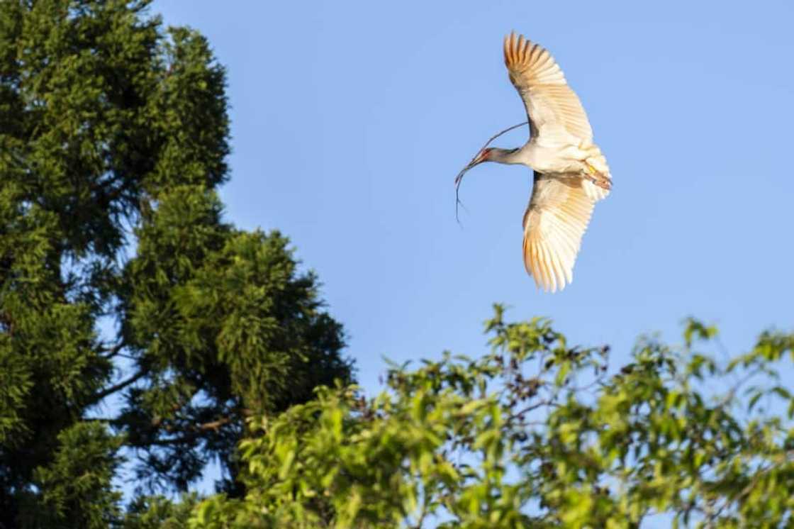 A small population of toki were found in China and a successful breeding programme allowed the birds to be reintroduced to Sado A small population of toki were found in China and a successful breeding programme allowed the birds to be reintroduced to Sado
