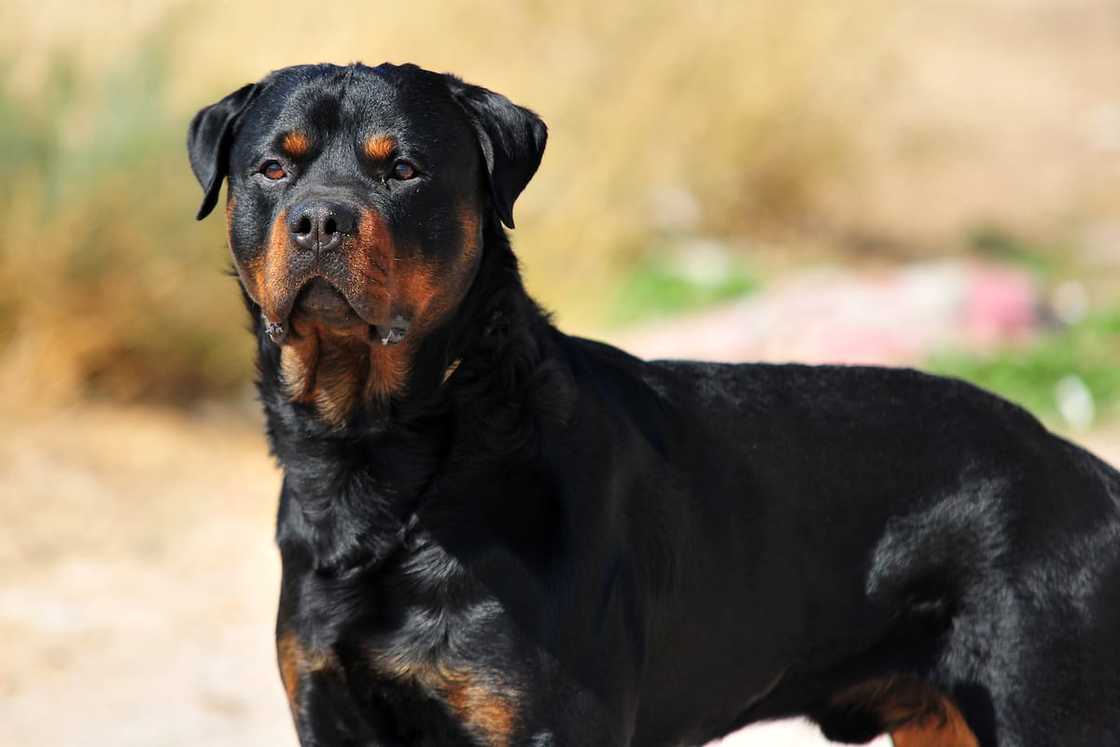 A Rottweiler A Rottweiler