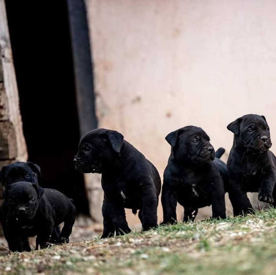 South African Boerboel: reasons why every homeowner should buy this dog breed