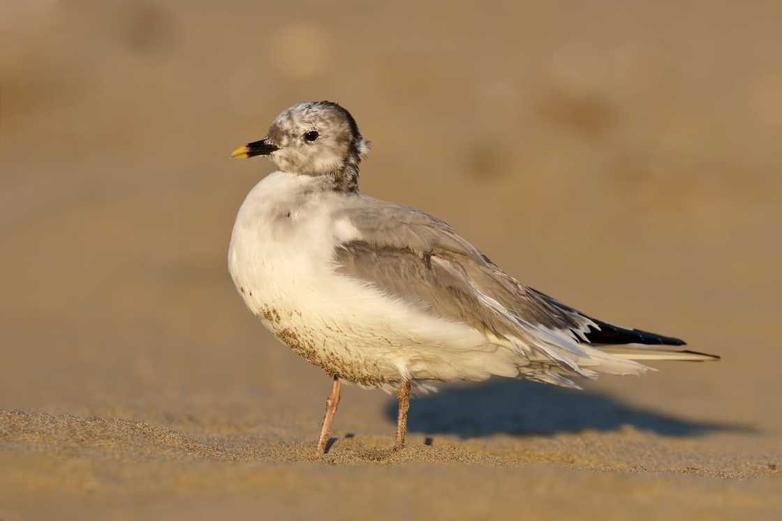 Animals with x Animals with x