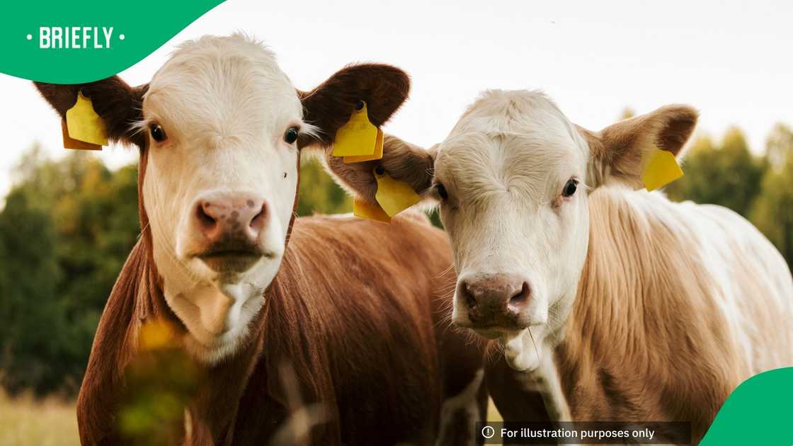 The African Farmers' Association of South Africa called the deaths of 500 cattle in the Free State a disaster The African Farmers' Association of South Africa called the deaths of 500 cattle in the Free State a disaster