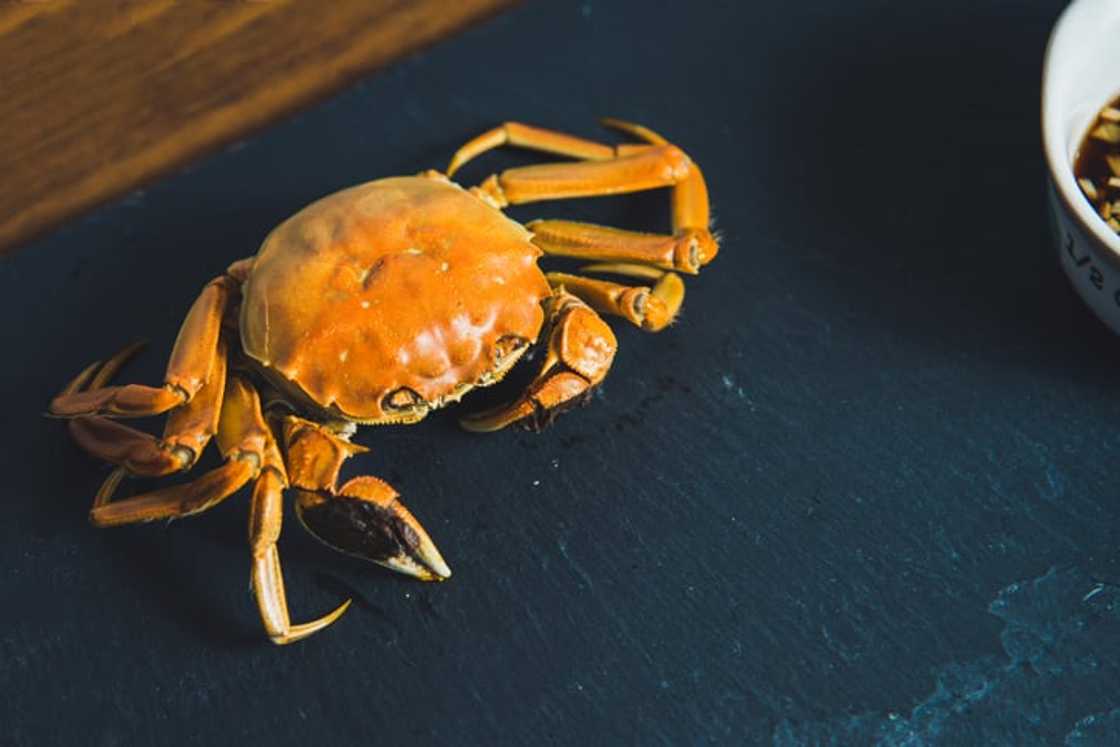 Yeti crab Yeti crab