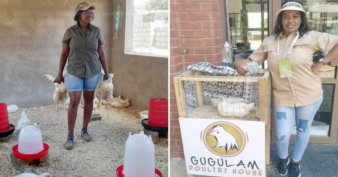 Domestic Worker, poultry farmer, gauteng, agriculture, business, entrepreneurship, chicken farming Domestic Worker, poultry farmer, gauteng, agriculture, business, entrepreneurship, chicken farming