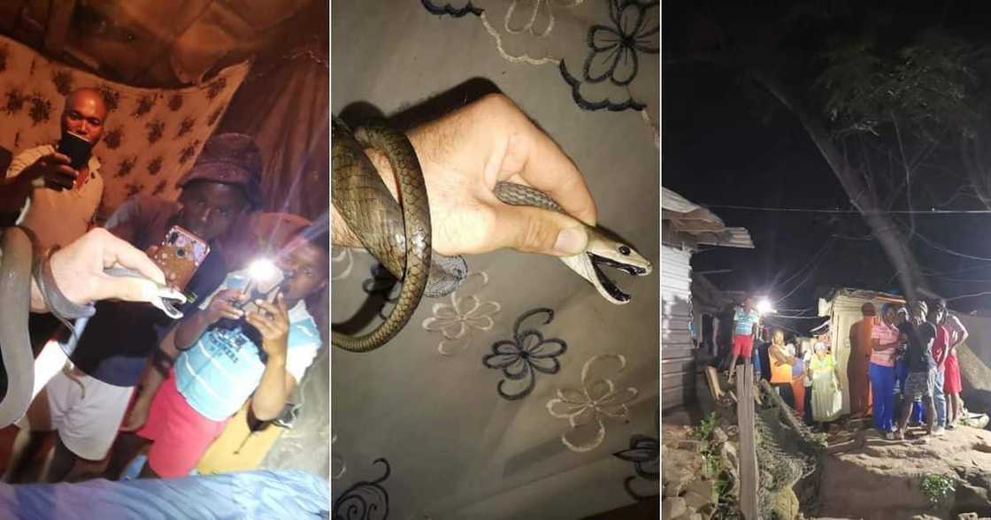 Snake catcher Nick Evans has rescued an uninvited guest in a shack roof. Image: Facebook