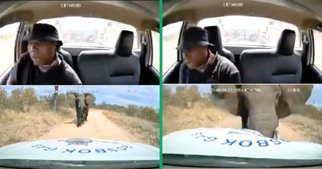 An elephant charged at a man's bakkie An elephant charged at a man's bakkie