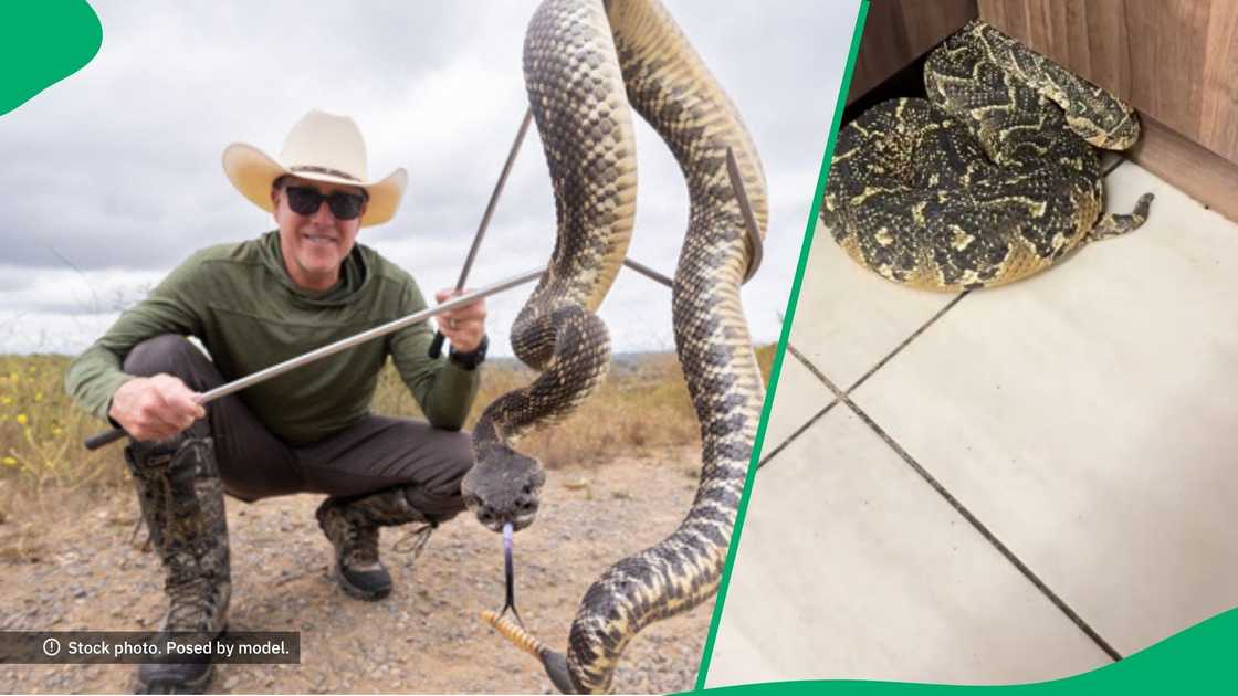 Puff adder found in a house Puff adder found in a house
