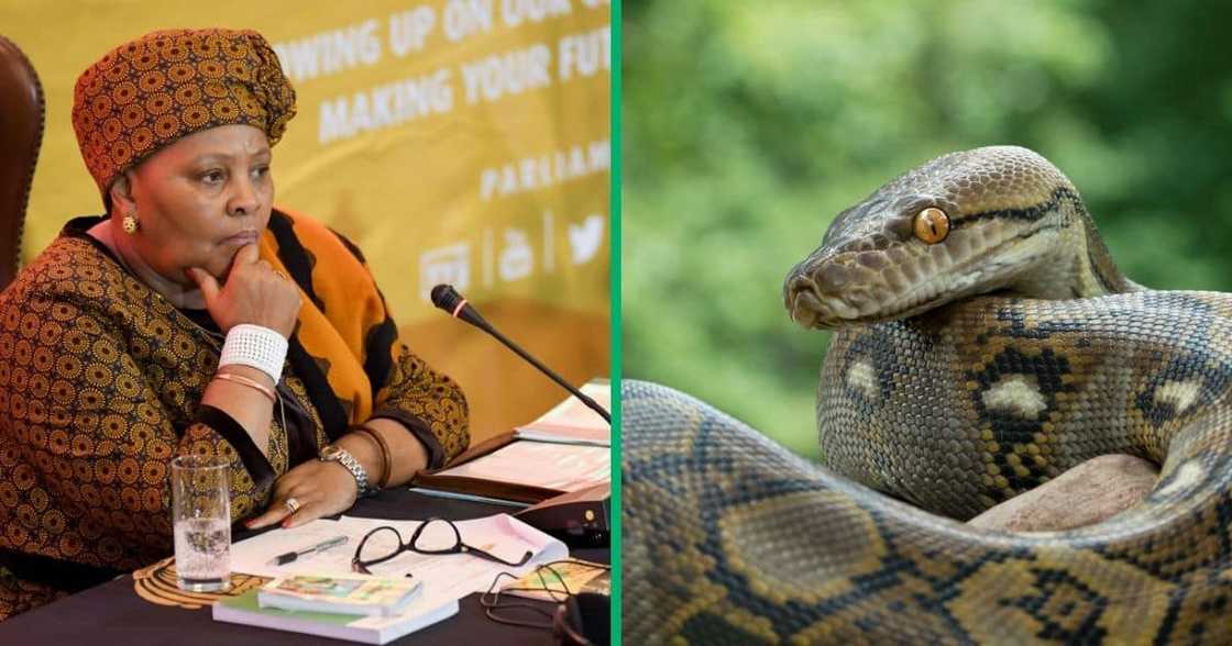 A snake was spotted by keen observers outside Nosiviwe Mapisa-Nqakula's house A snake was spotted by keen observers outside Nosiviwe Mapisa-Nqakula's house
