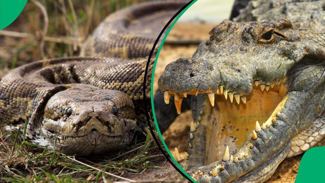 Croc and python go head to head in fierce fight in backyard