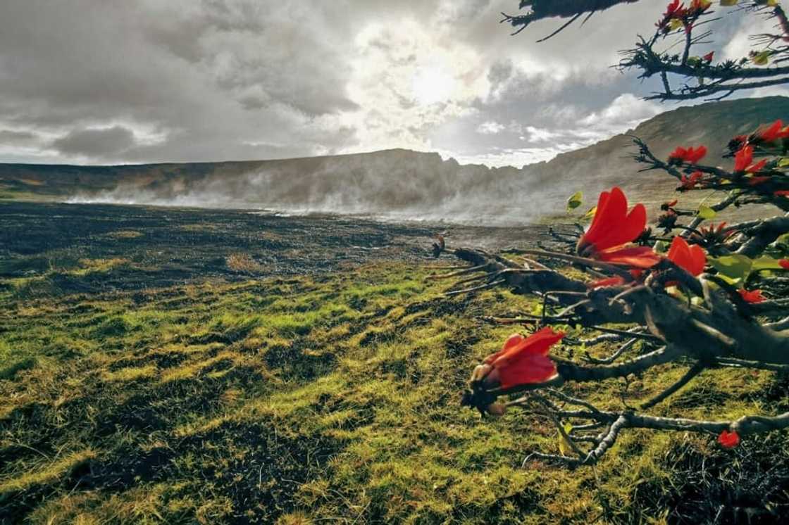 A handout picture from the Rapa Nui municipality shows a fire at the Rapa Nui National Park on Easter Island, Chile A handout picture from the Rapa Nui municipality shows a fire at the Rapa Nui National Park on Easter Island, Chile