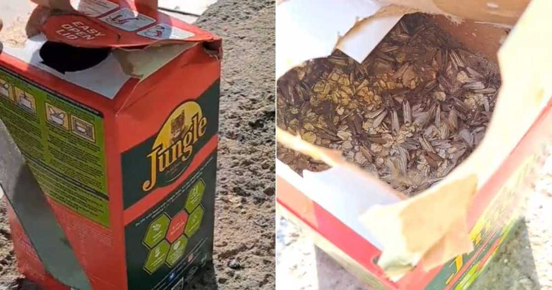 Woman opens Jungle Oats box to find insects Woman opens Jungle Oats box to find insects