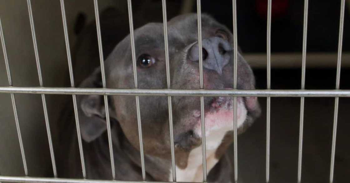 Pitbull, kills, mauls, little girl, 3, Gqeberha, animal, dog, SAPS Pitbull, kills, mauls, little girl, 3, Gqeberha, animal, dog, SAPS