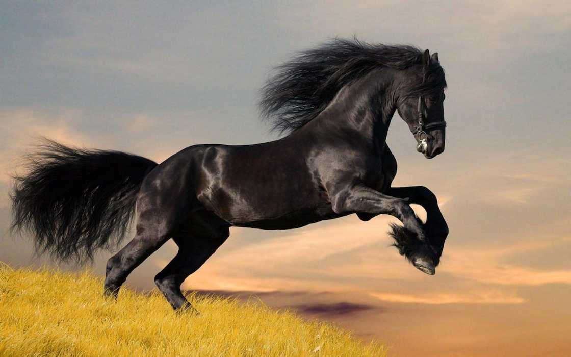 What is the most expensive horse in the world 2021? What is the most expensive horse in the world 2021?