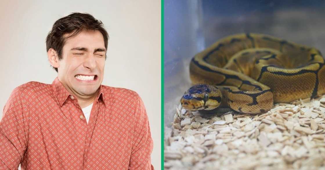 A man gets bitten by snake to avoid police A man gets bitten by snake to avoid police