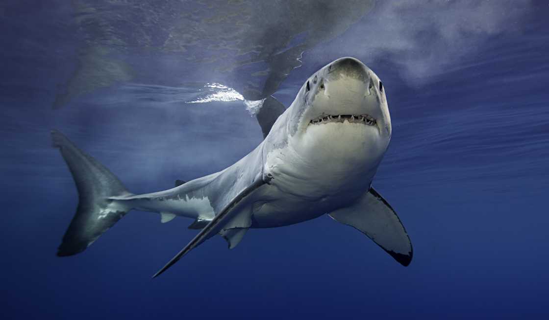 Sharks are most sensitive at the snout Sharks are most sensitive at the snout