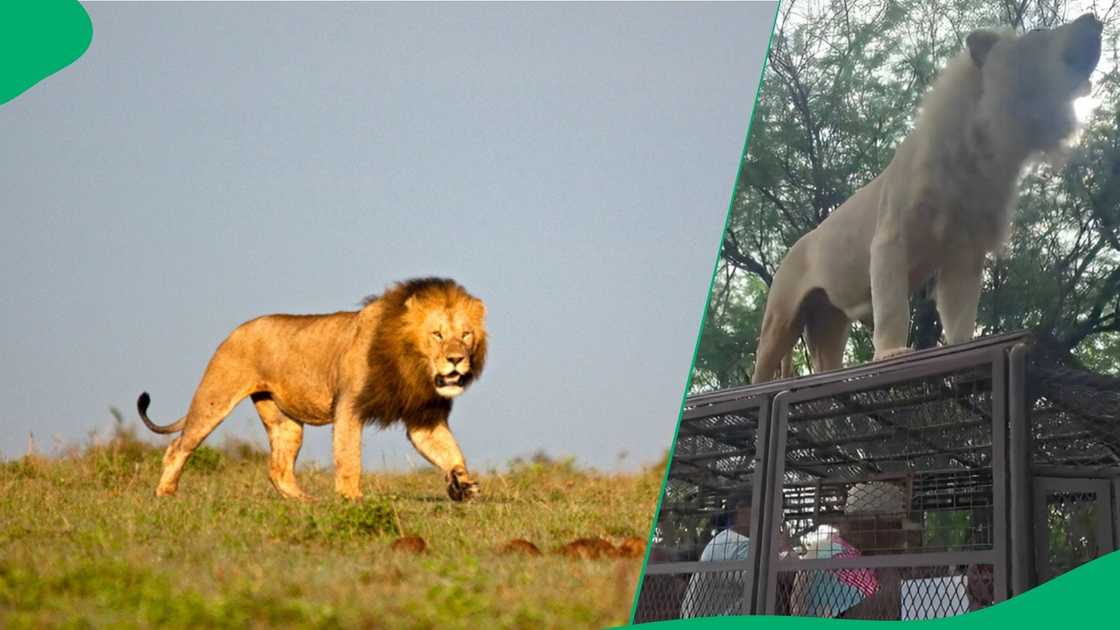 Lion on top of people in TikTok video Lion on top of people in TikTok video