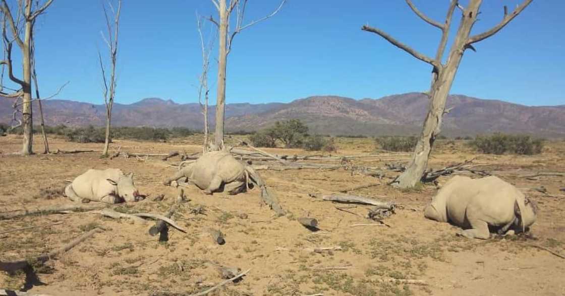 Rhino, Horn, Rhino horn, Dozen, Parks, Game reserves, Department of Forestry, Fisheries and the Environment, Mpumalanga, Western Cape, KwaZulu Natal, Ceres, Kruger National Park, Arrests, Killing