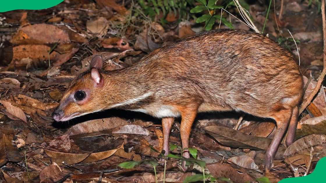 Napu in a grassland Napu in a grassland