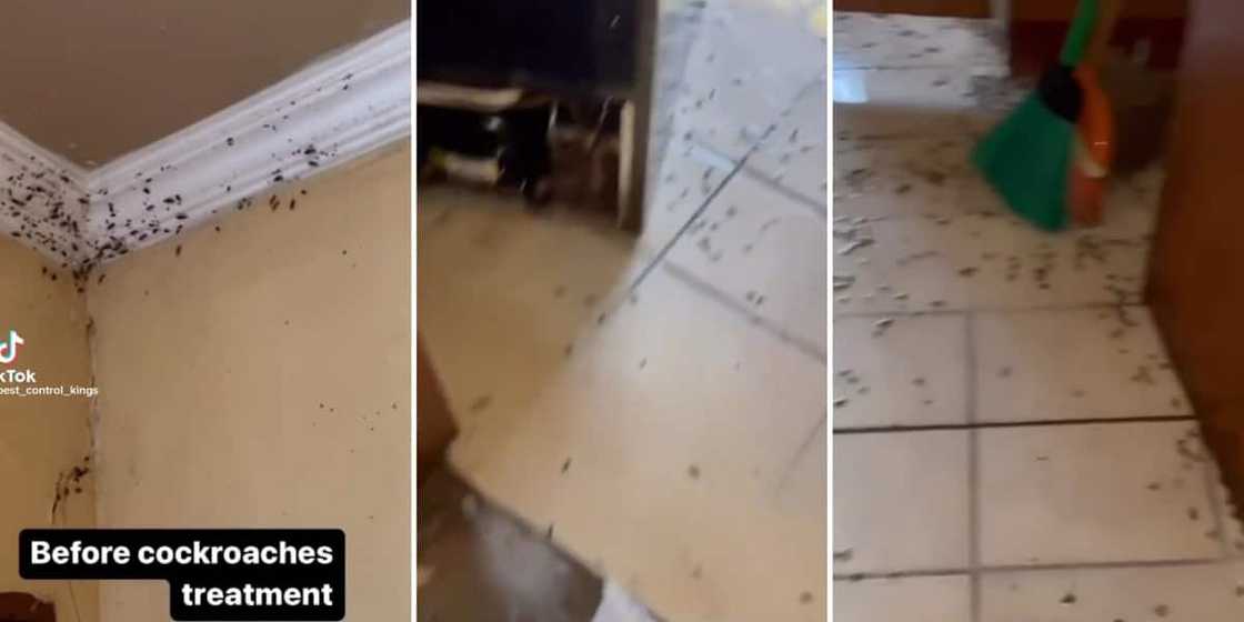 A video of house infested with cockroaches A video of house infested with cockroaches