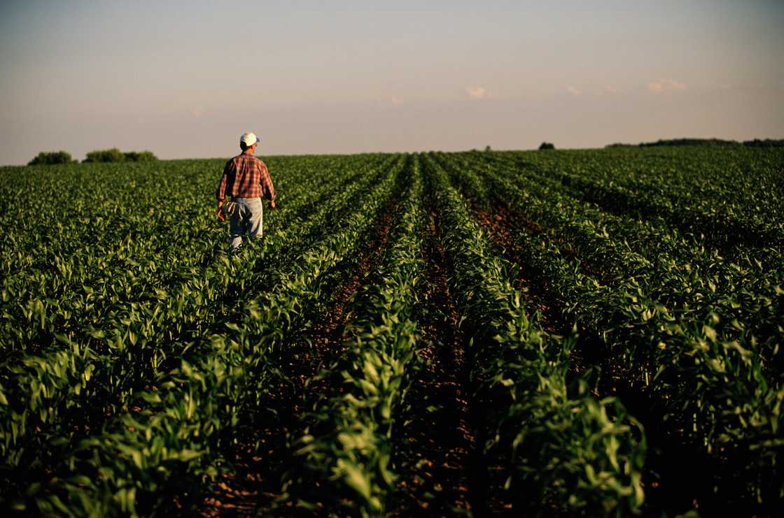 A man walking through a cornfield. A man walking through a cornfield.