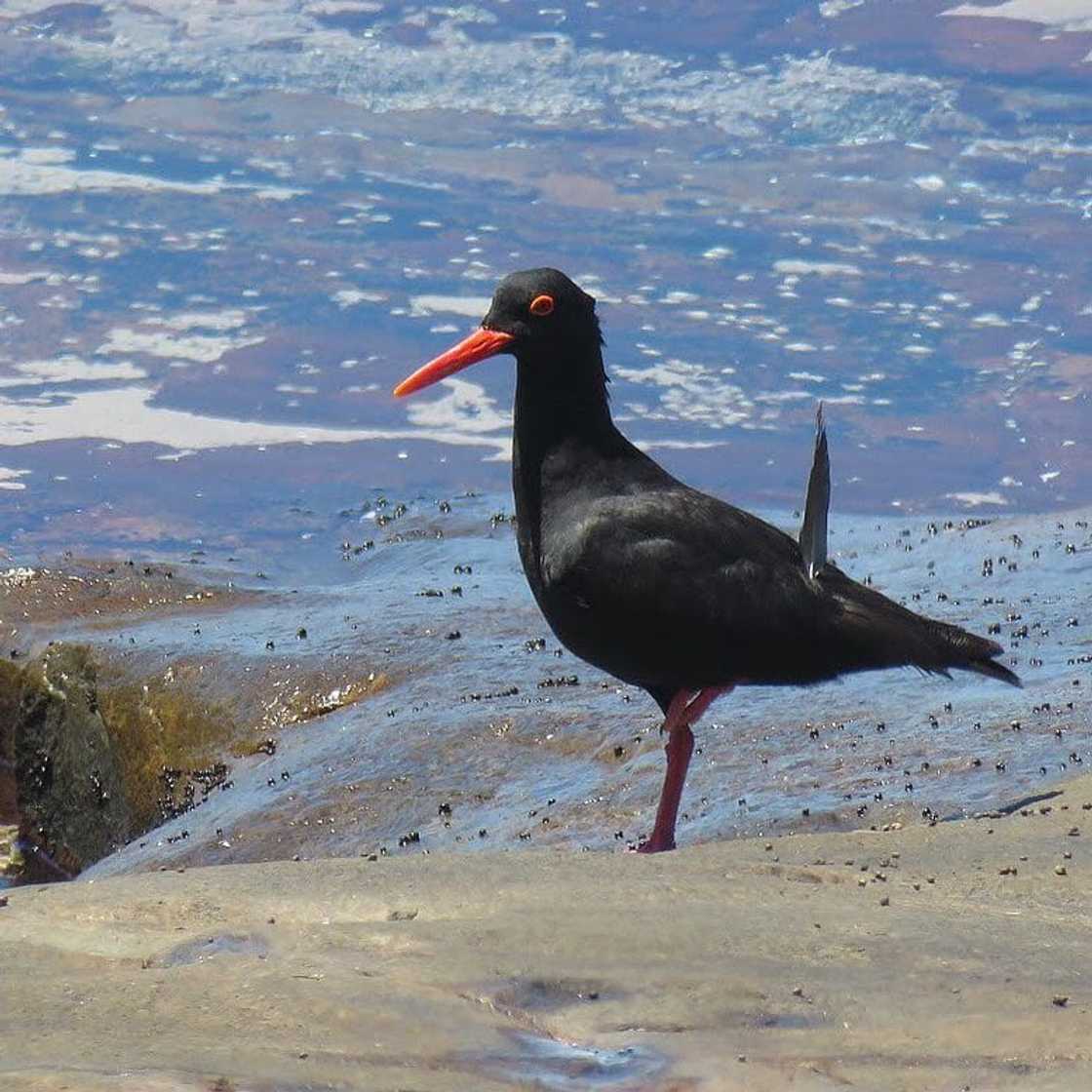 Top 20 extinct and endangered animals in South Africa with images Top 20 extinct and endangered animals in South Africa with images