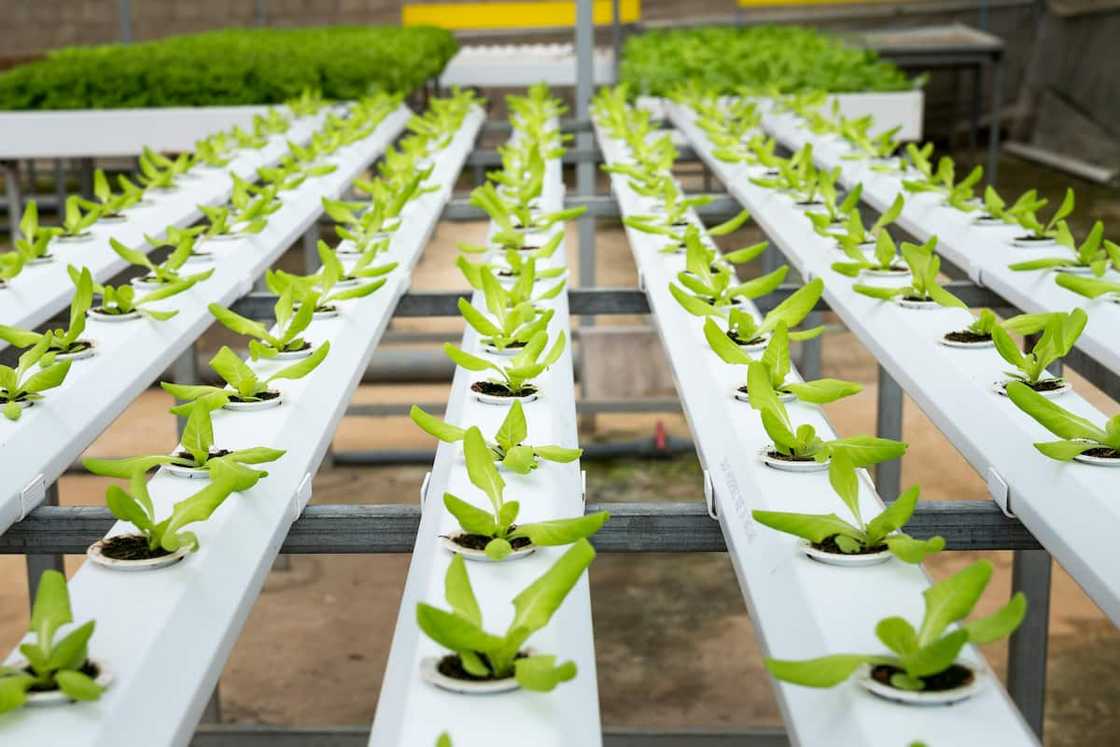 List of agricultural colleges in South Africa List of agricultural colleges in South Africa