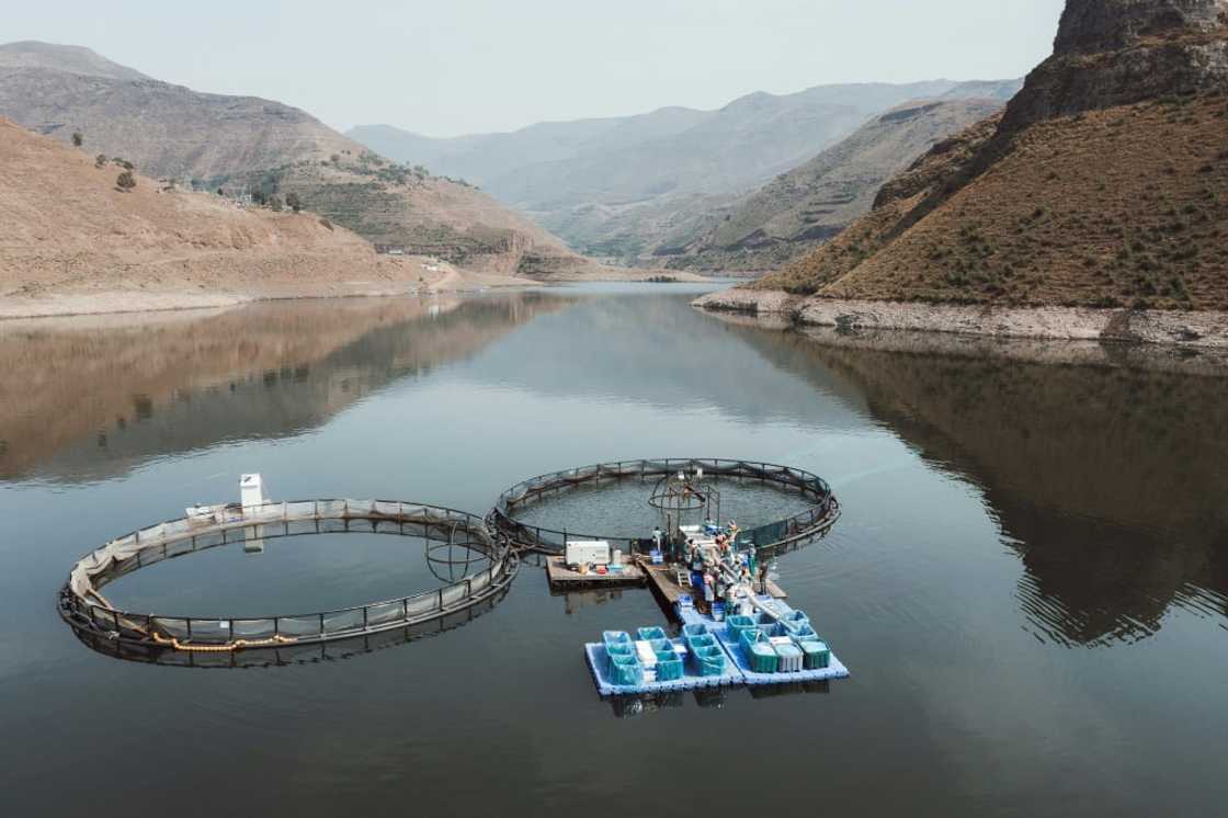 Katse Fish Farms lies more than 2,000 metres above sea level in the mountains of Lesotho Katse Fish Farms lies more than 2,000 metres above sea level in the mountains of Lesotho