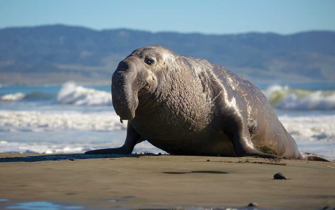 A northern bull (male) elephant seal makes his way ashore in Point Reyes National Seashore, California. A northern bull (male) elephant seal makes his way ashore in Point Reyes National Seashore, California.