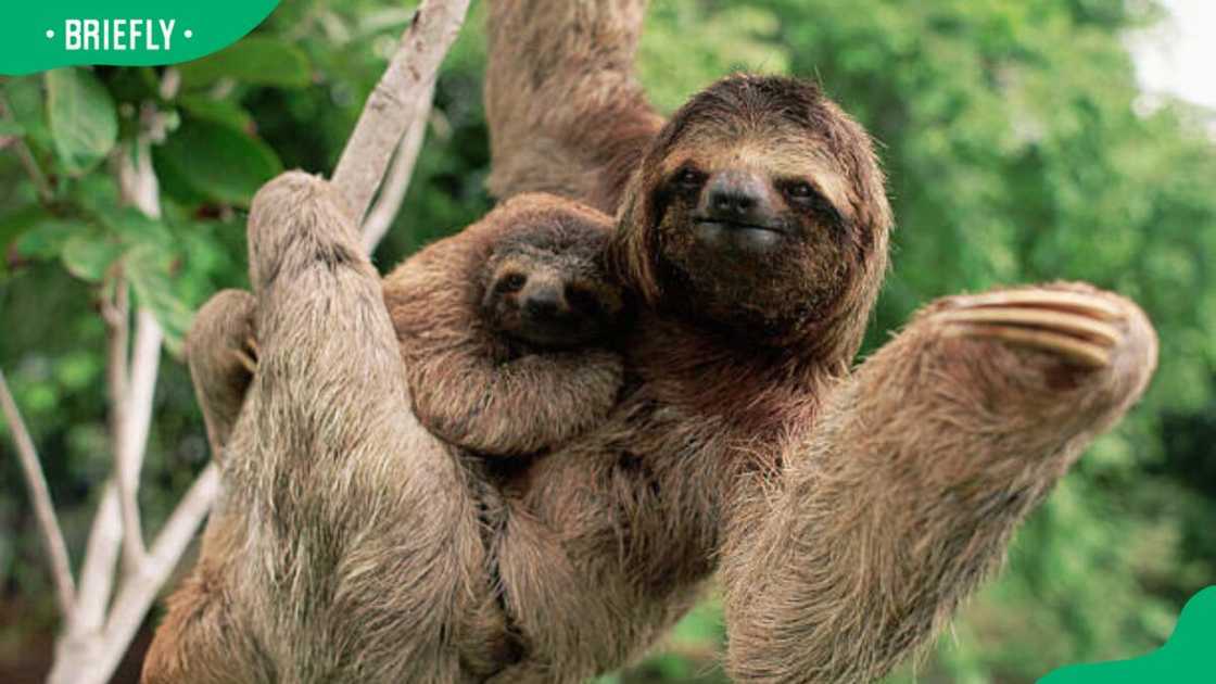 A three-toed tree sloth hangs on a branch A three-toed tree sloth hangs on a branch