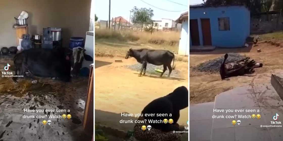 A drunk cow on TikTok