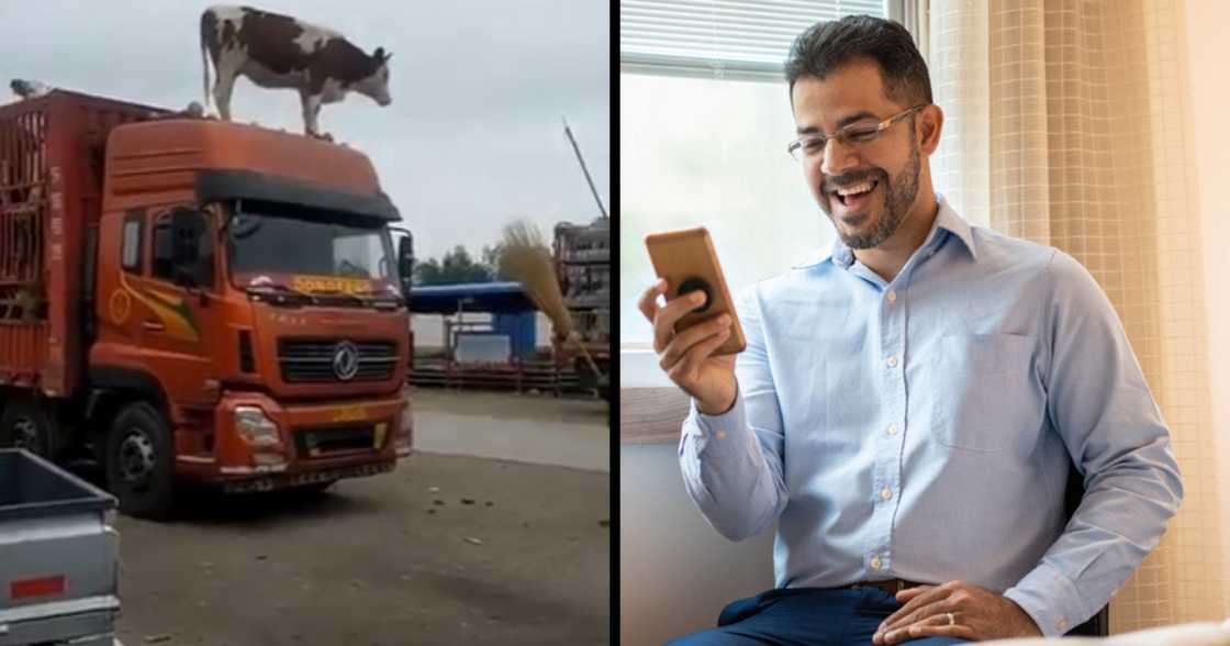 Cow, bovine, beef, truck, ride, transport, mystery, travel Cow, bovine, beef, truck, ride, transport, mystery, travel