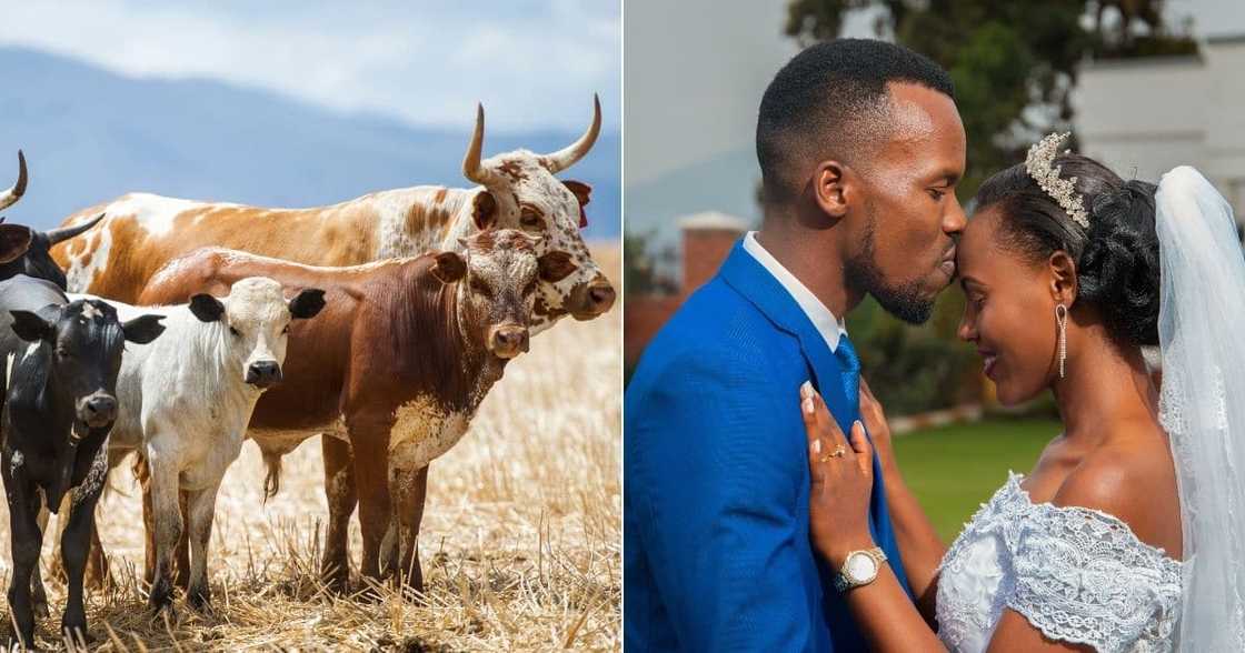 Woman's degrees spark debate about lobola. Woman's degrees spark debate about lobola.