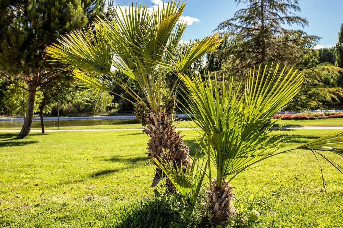 What are the different types of palm trees?