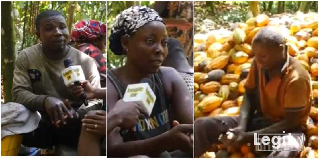 Man whose wife endured hardship with him succeeds as cocoa farmer Man whose wife endured hardship with him succeeds as cocoa farmer