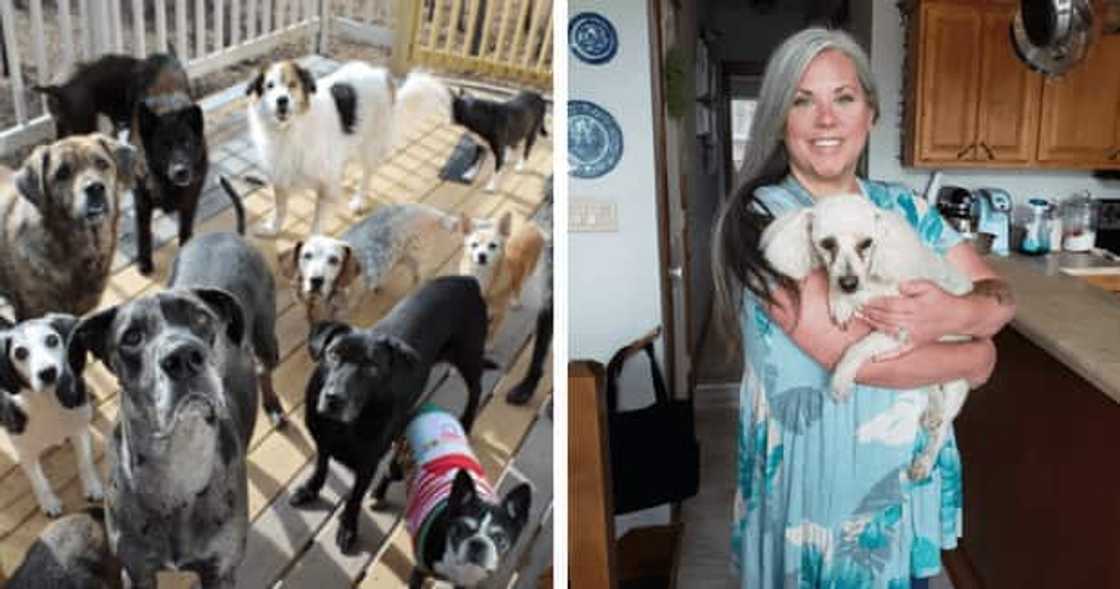 Valerie Reid has found a home for old dogs at Hermitage, Missouri, United States. Valerie Reid has found a home for old dogs at Hermitage, Missouri, United States.