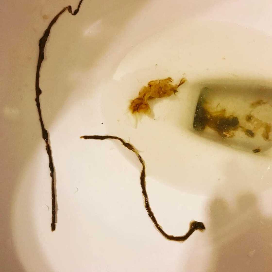 World's most dangerous animals in the world | Top 25 list World's most dangerous animals in the world | Top 25 list