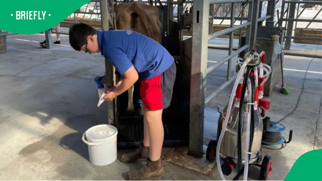 A 13-year-old boy has set up a dairy business using a single cow to produce milk and cream A 13-year-old boy has set up a dairy business using a single cow to produce milk and cream