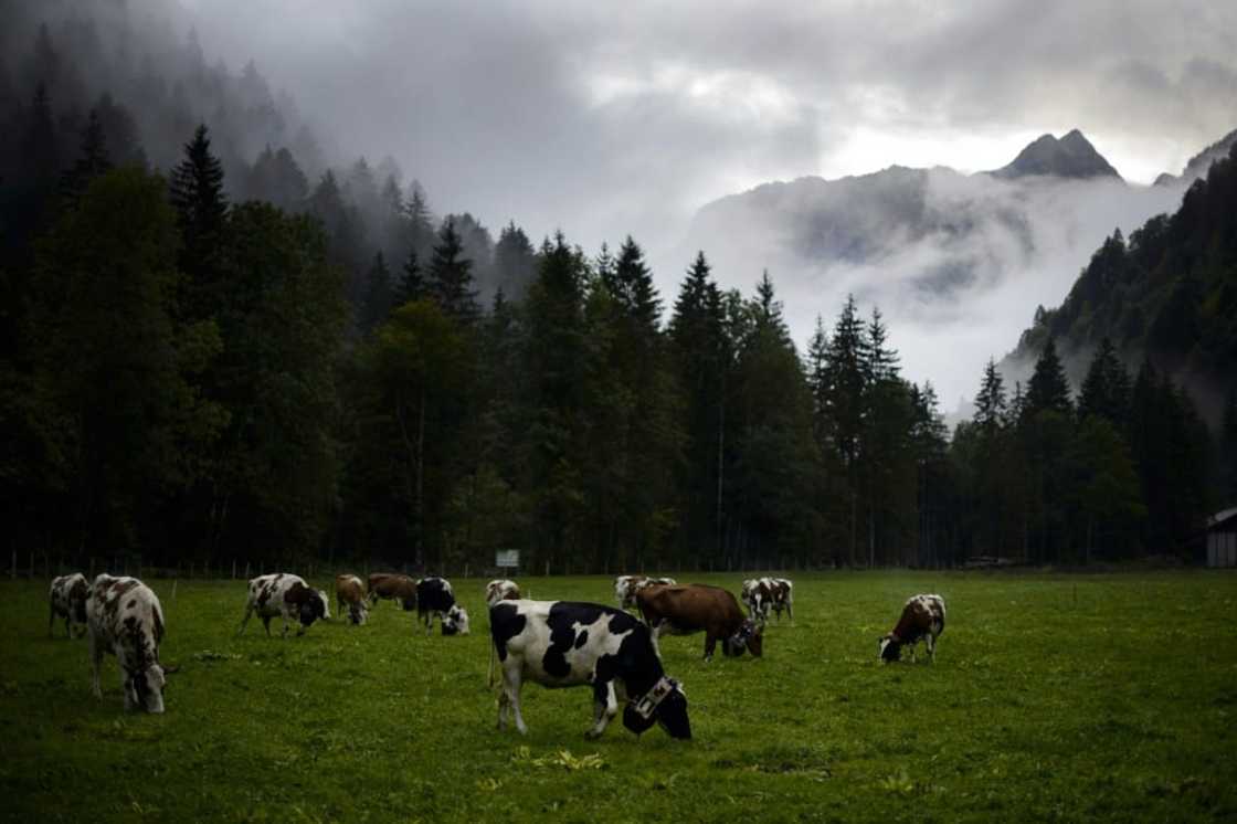 The government and parliament oppose the initiative, insisting that Switzerland already has strict animal welfare laws The government and parliament oppose the initiative, insisting that Switzerland already has strict animal welfare laws