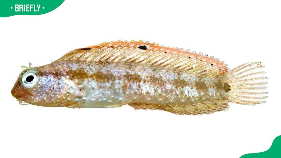 Animals with x Animals with x